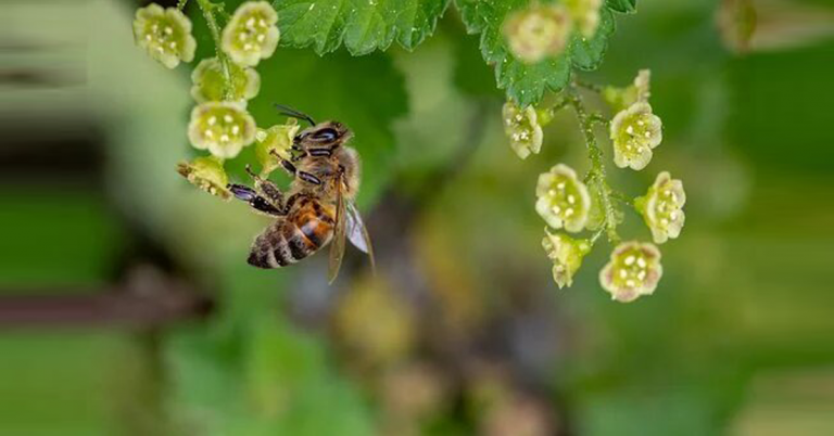 Bee