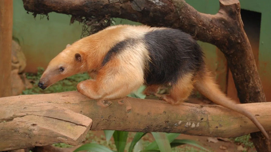 Image of an ant eater on a log
