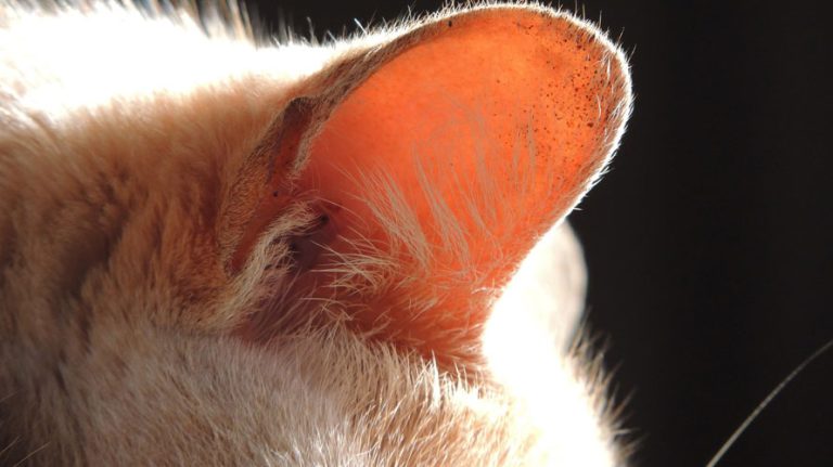Close up image of the ear of a cat