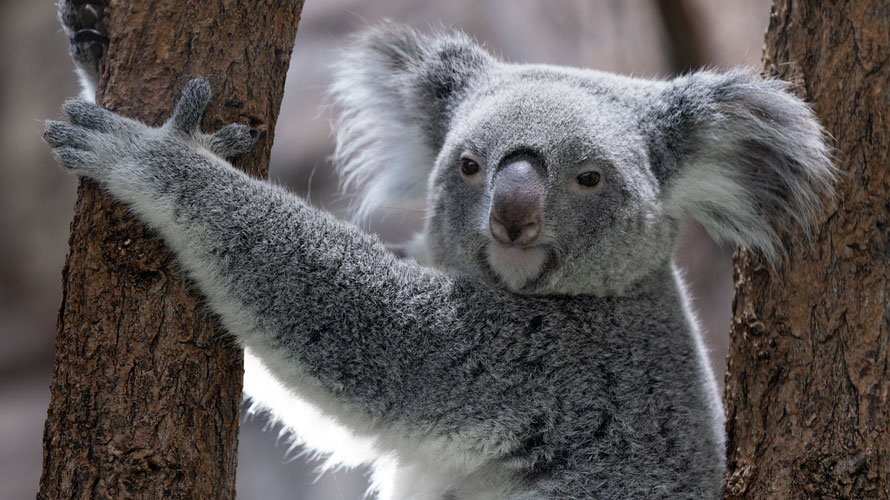 Koala