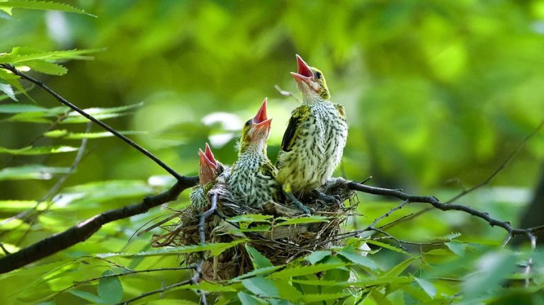 Even when they’re birds.