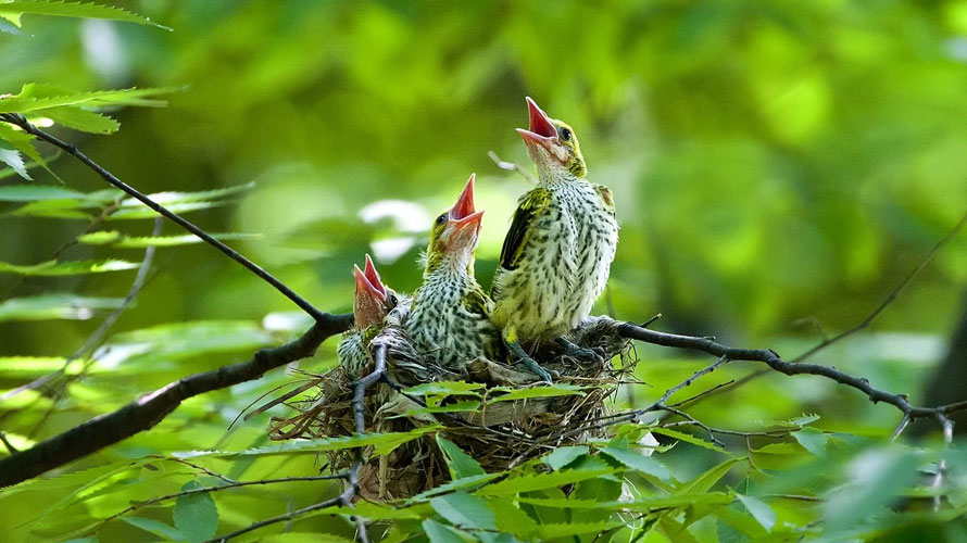 Even when they’re birds.