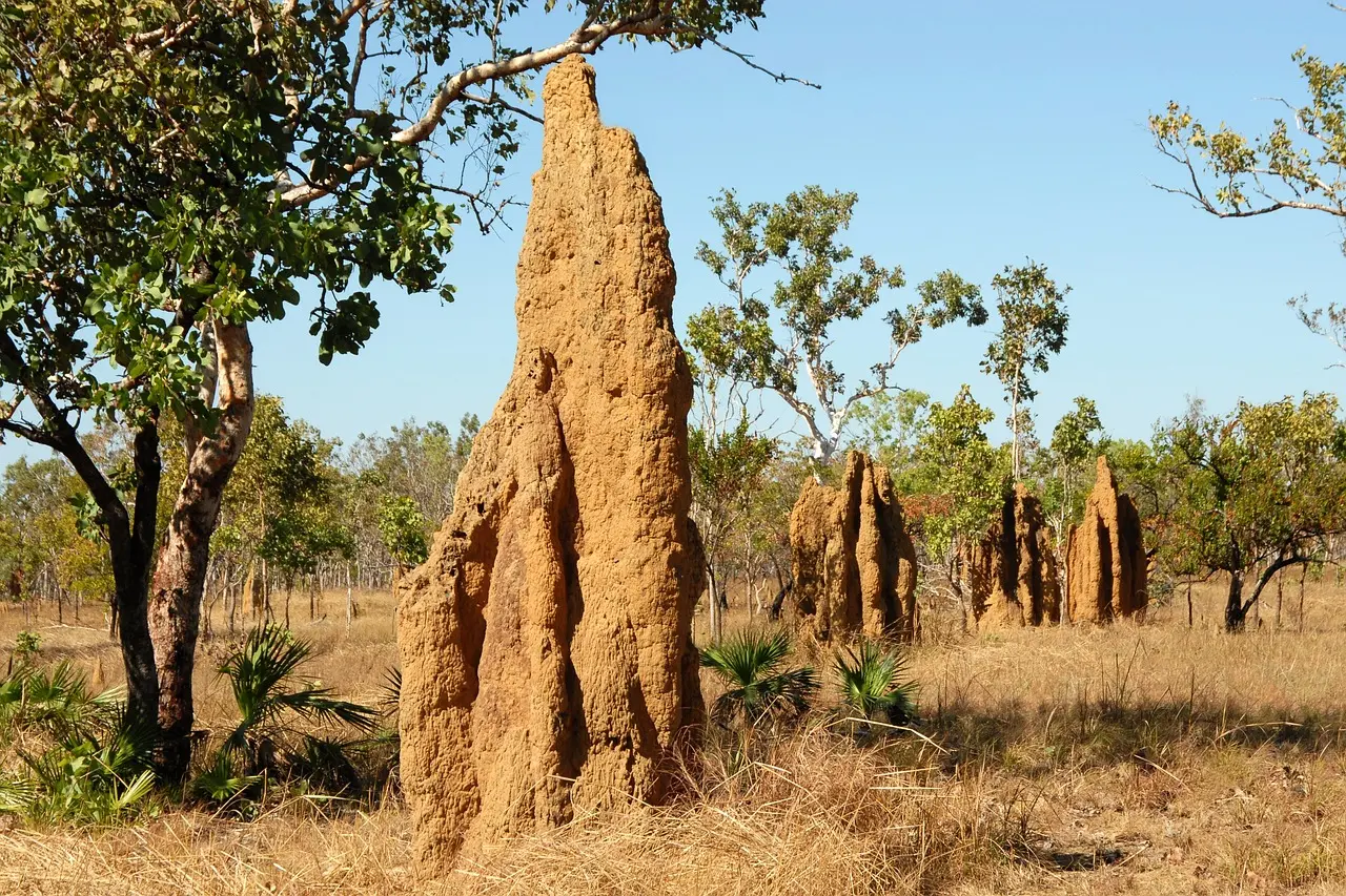 termite mounds undermining structure (workplace resistance under the surface)